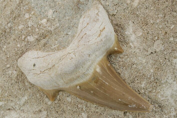 Otodus Shark Tooth Fossil in Rock - Morocco #230920